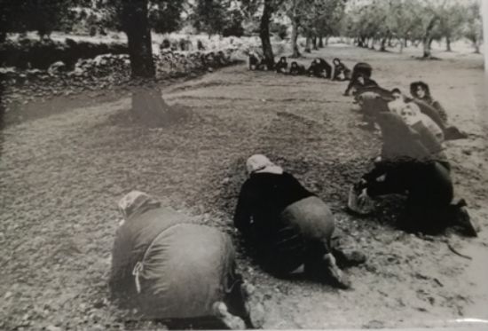 Immagine di RACCOLTA DELLE OLIVE - MAGNETE